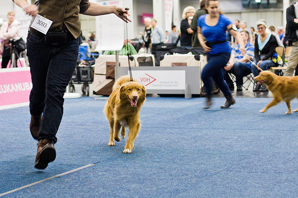 Edison läuft geführt von Stephan bei der Wahl zum Rassebesten lächelnd mit Carina und ihrer Ivalu durch den Ring