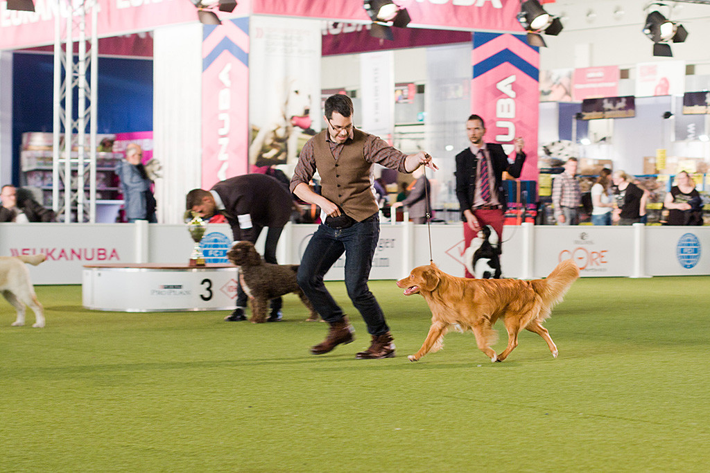 Edison bei der Gangwerkprobe auf der Geraden zurück zum Richter