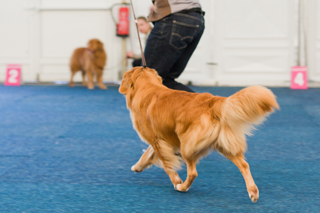 Edison läuft geführt von Stephan durch den Ring