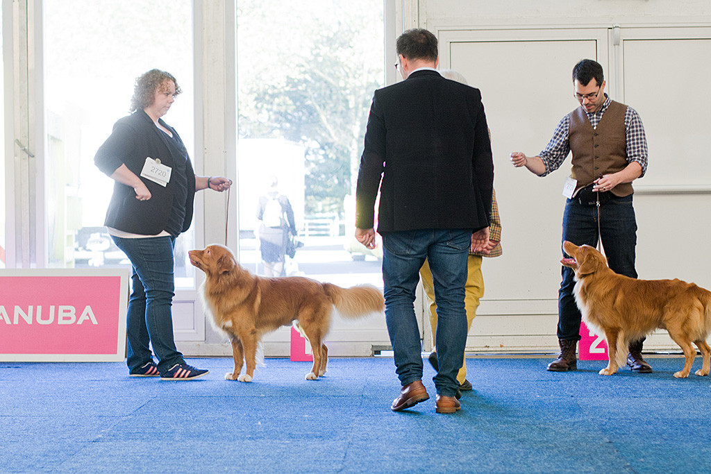 Edison steht neben Huey bei der Wahl zum besten Rüden