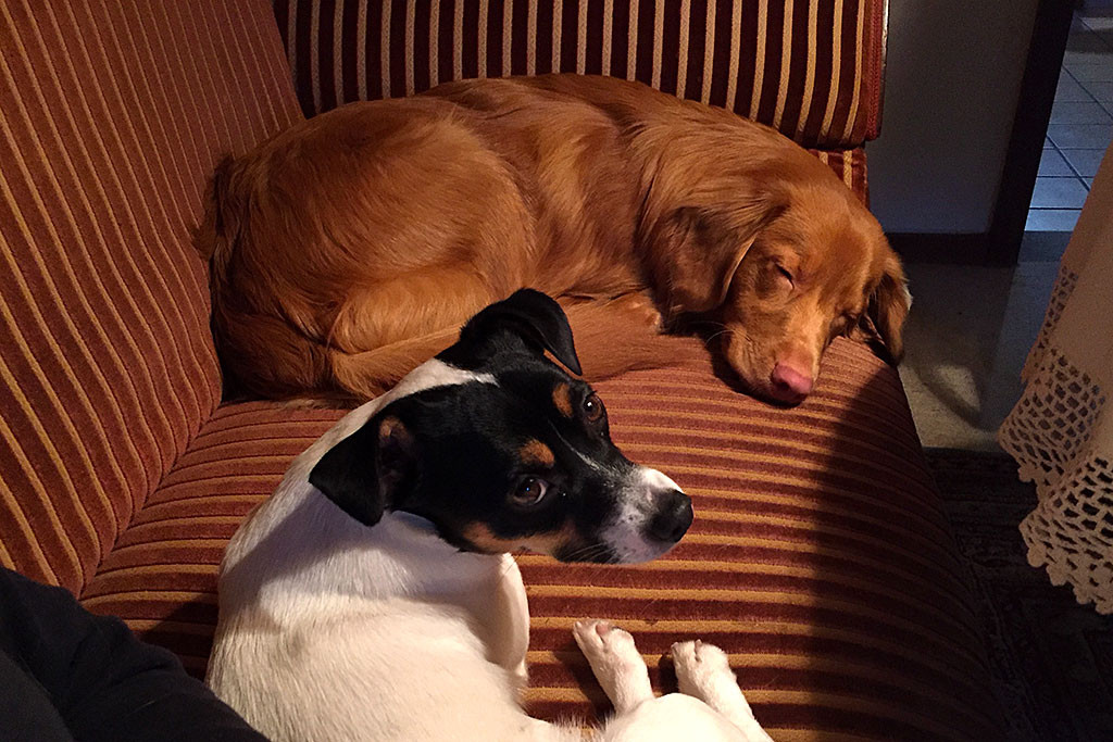 Edisons liegt dösend neben Oreo auf dem Biedermeier Sofa meiner Eltern