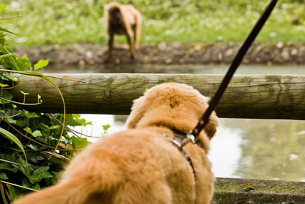 Edison in Angesicht mit einem Dschelada