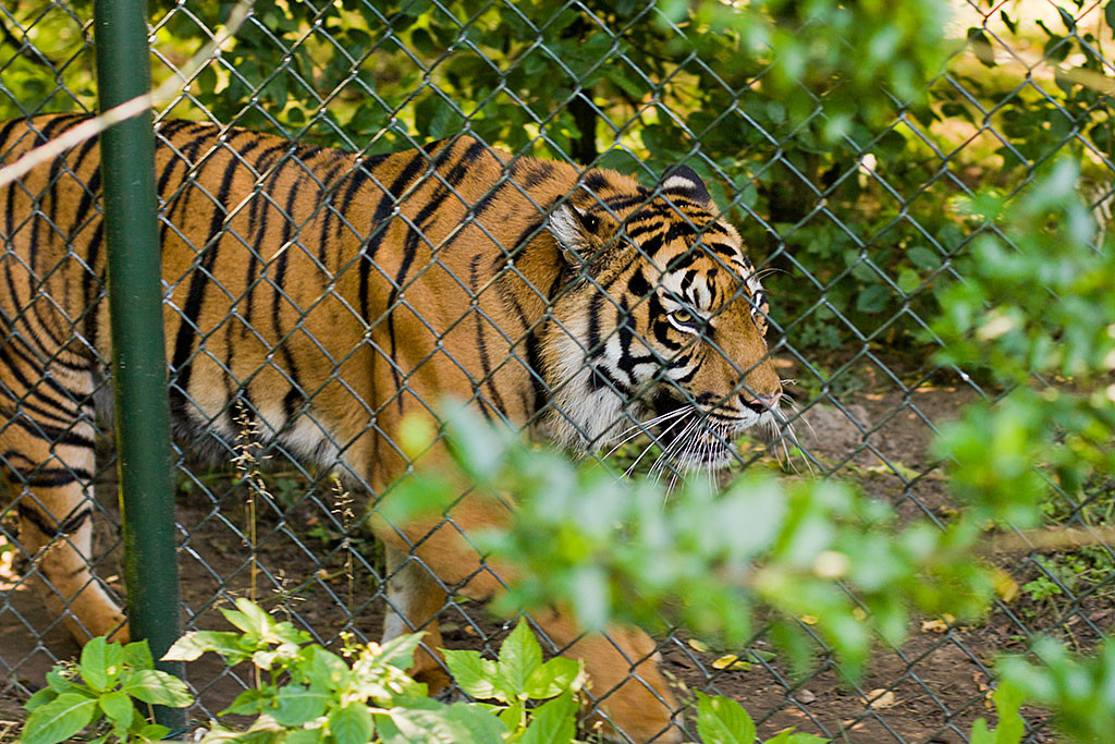 Ein Sumatra-Tiger hinter einem Zaun