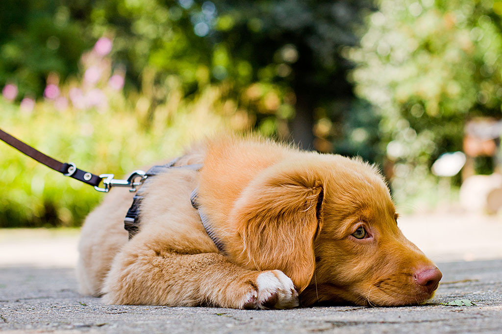 Edison liegt angeleint auf dem Boden