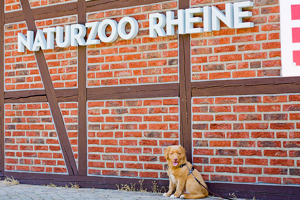 Edison sitzt vor dem Eingang des NaturZoos Rheine