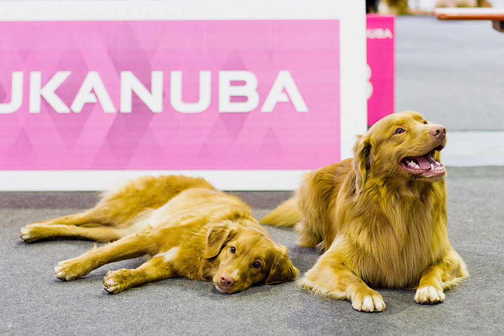 Edison liegt lachend im Platz neben Ivalu, die auf der Seite liegt