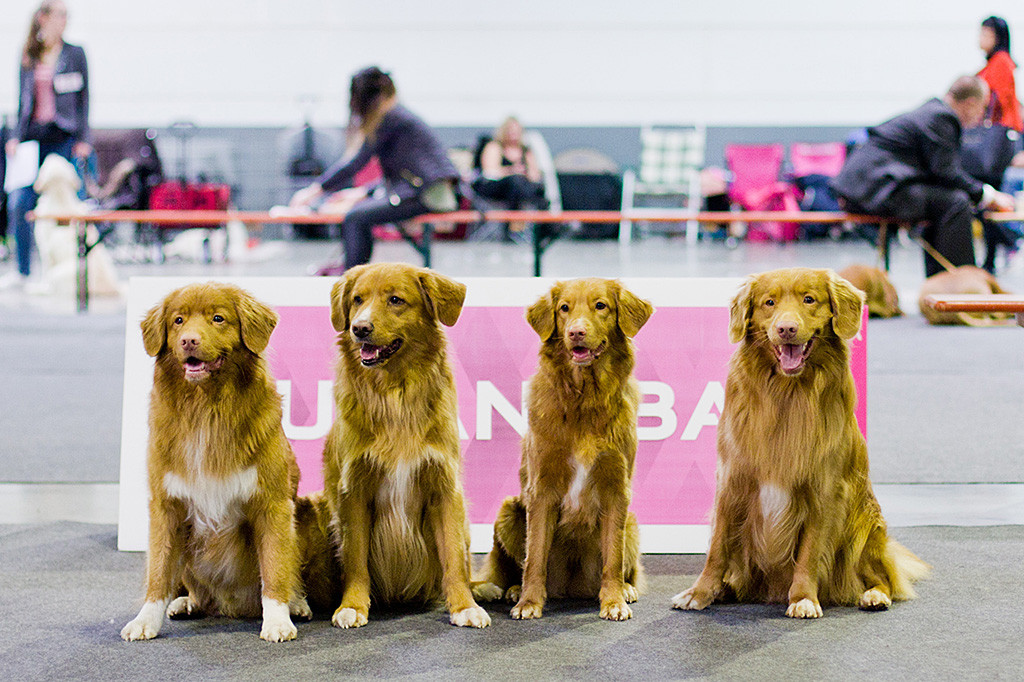 Sir George, Arras, Ivalu und Edison sitzen nebeneinander und lachen alle