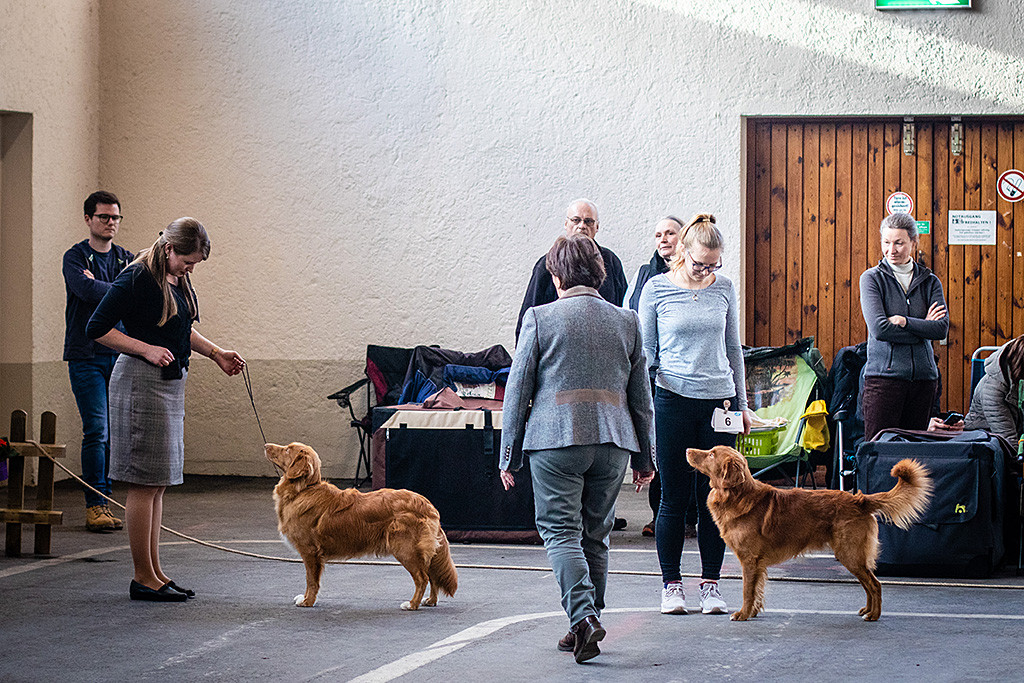 Newton steht geführt von Ann-Kathrin bei der Wahl zum besten Rüden neben dem Gewinner der Zwischenklasse