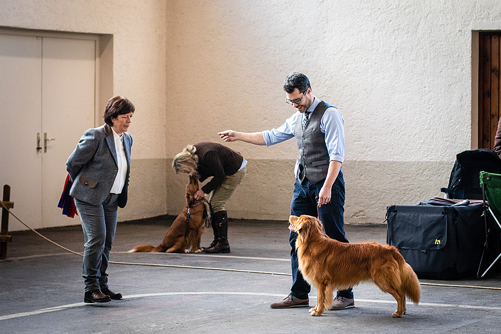 Edison steht vor der Richterin und wird von ihr bei der Wahl zum Rassebesten noch einmal frontal begutachtet