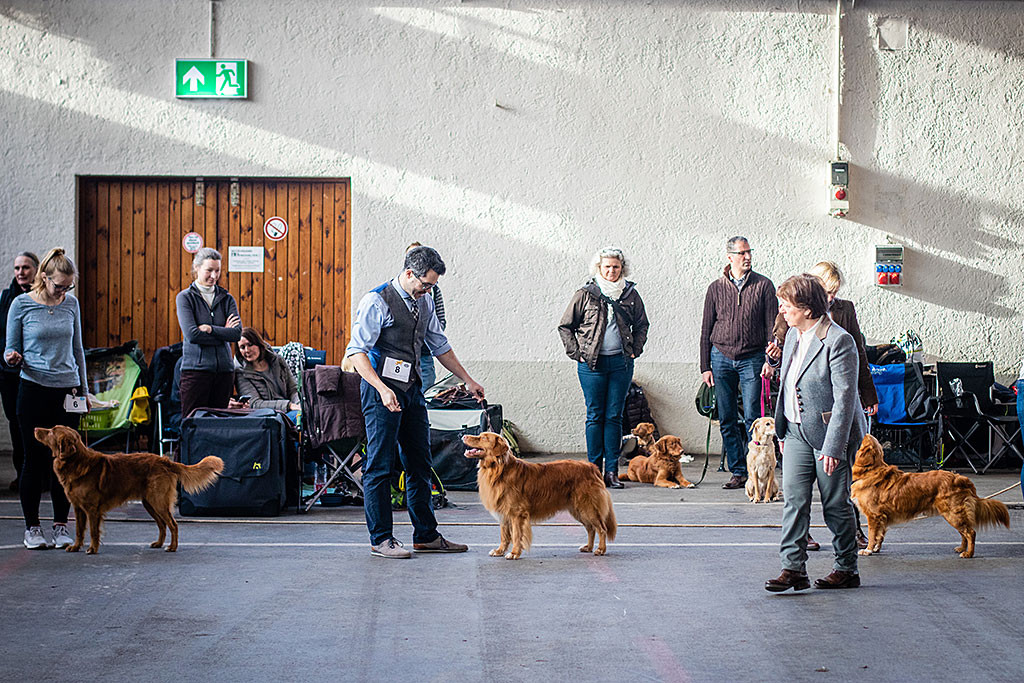 Edison steht geführt von Stephan bei der Wahl zum besten Rüden zwischen dem Gewinner der Zwischen- und Gebrauchshundeklasse