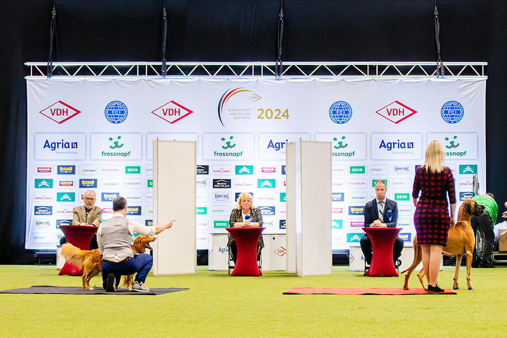 Newton und die Deutsche Dogge gelb bei der ersten Stehprobe, im Hintergrund schauen die Richter genau hin