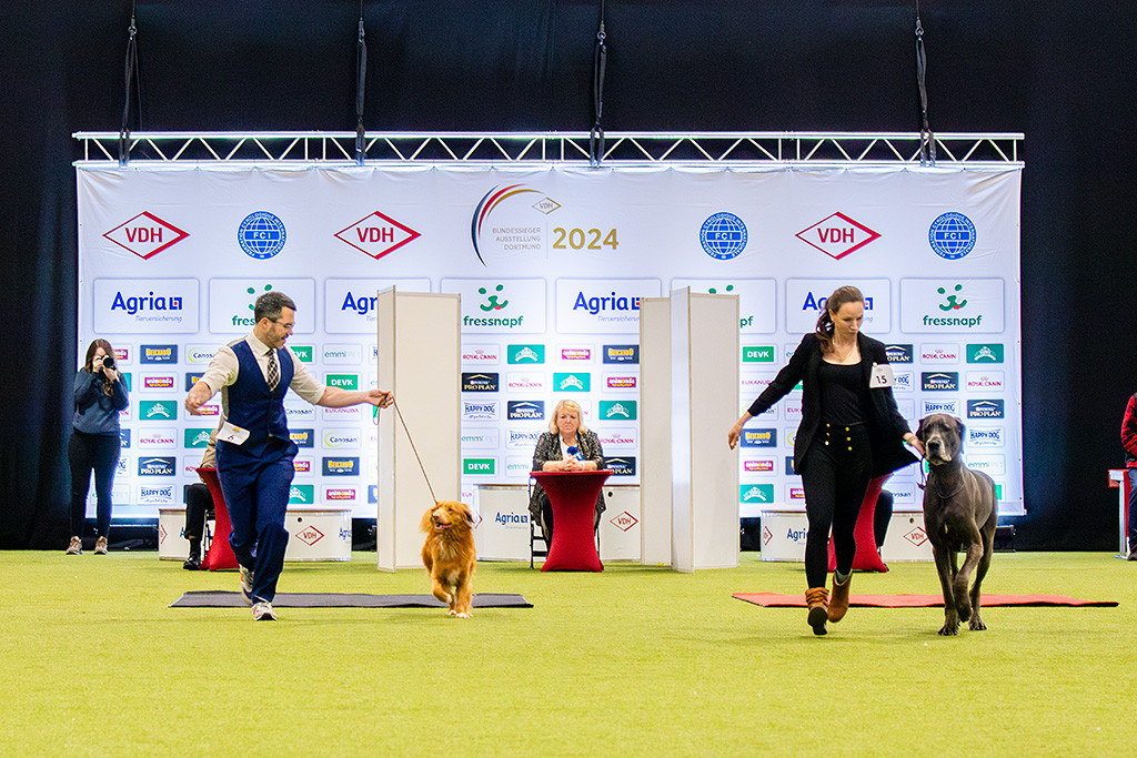 Newton läuft gegen die Deutsche Dogge blau auf der Geraden von den drei Richtern weg