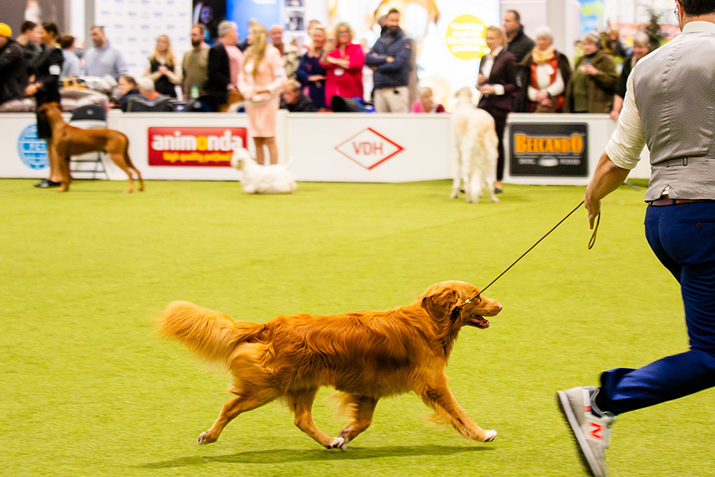 Newton läuft freudig im perfekten Kreuzgang an Stephans Seite durch den Ring