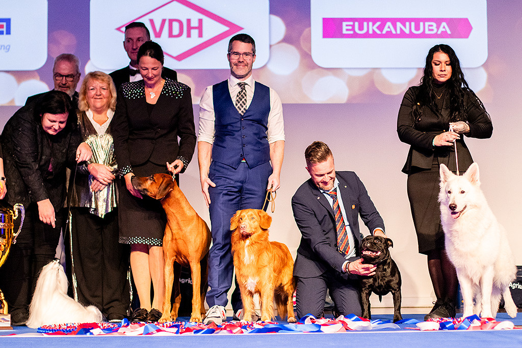 Newton steht zwischen Rhodesian Ridgeback und Staffordshire Bull Terrier, an den Seiten stehen außerdem Malter und Weißer Schweizer Schäferhund, alle mit Blick nach vorn