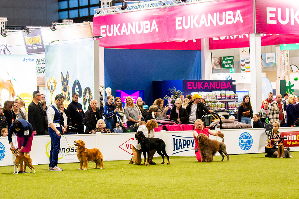 Newton steht an Position zwei zwischen vier weiteren Hunden an der langen Seite des Rings