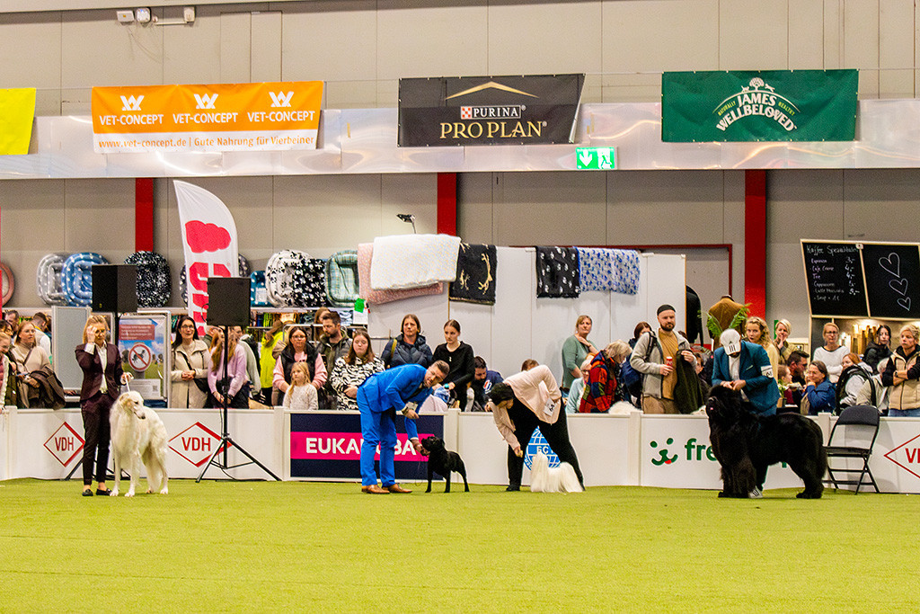 Die letzten vier Hunde aufgereiht an der kurzen Seite des Rings