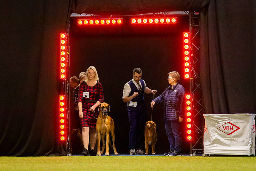Newton und Stephan stehen zusammen mit der Deutschen Dogge gelb plus Hundeführerin am Eingang und warten auf das GO der Show-Koordinatorin
