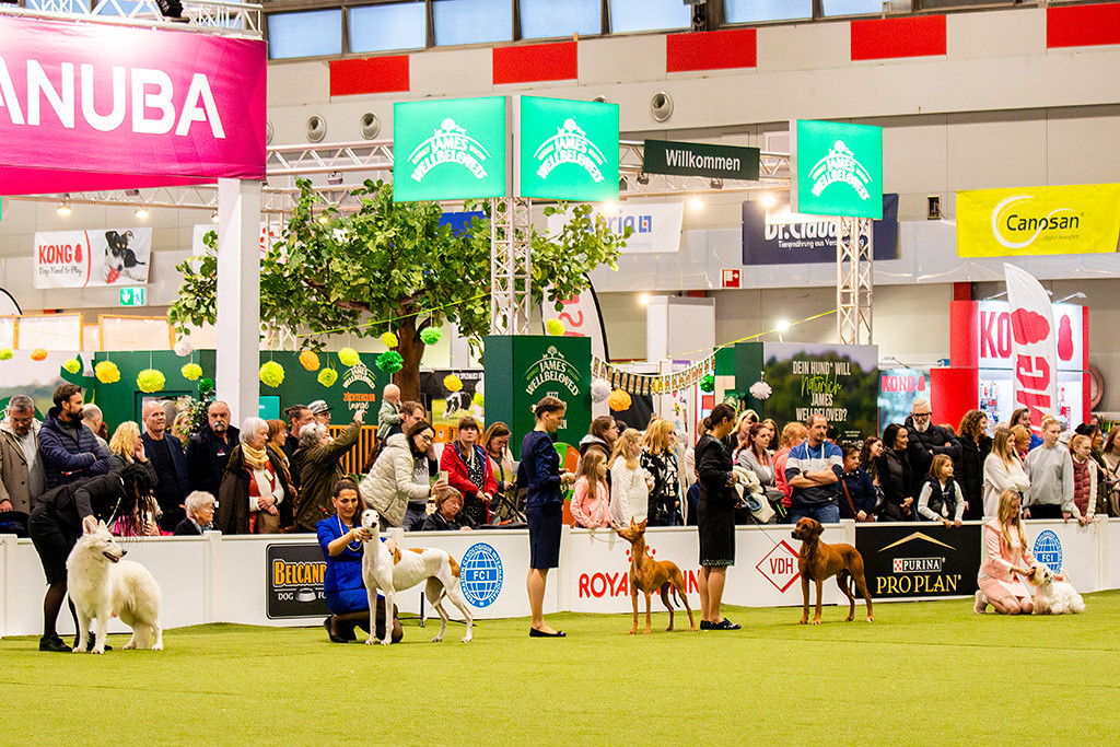Weitere fünf Hunde in Reihe stehend an der langen Seite des Rings