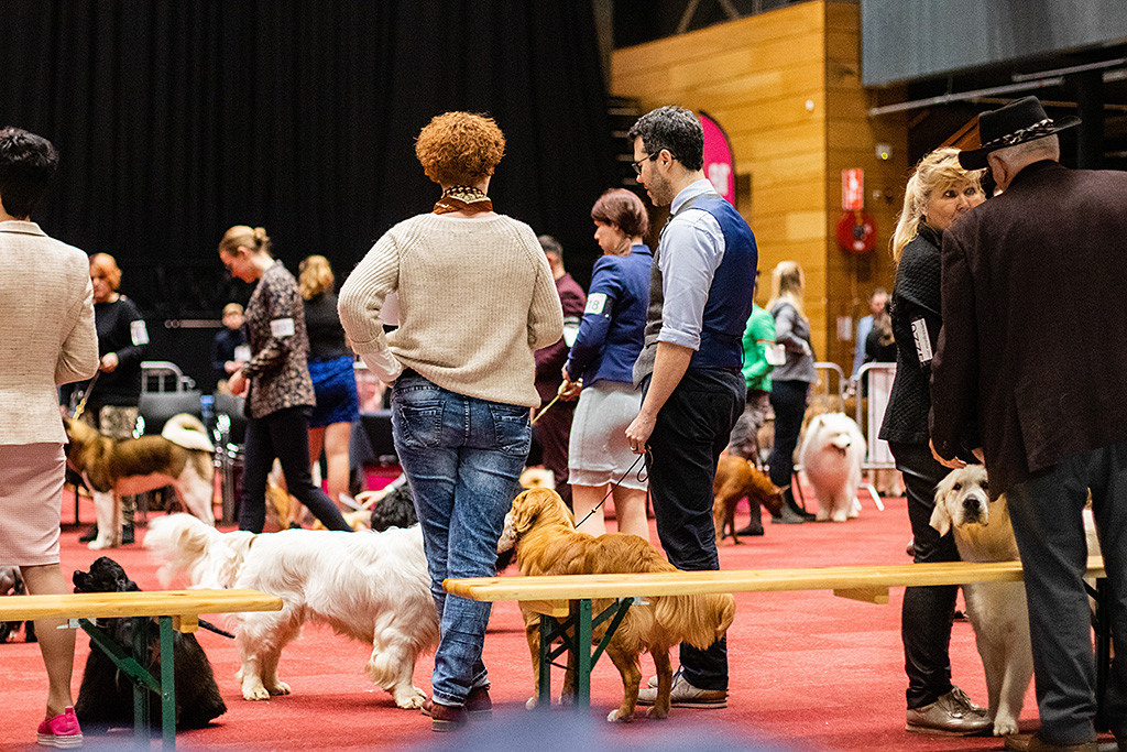 Newton steht an Stephans Seite im Vorring und beschnüffelt sich mit dem Clumber Spaniel