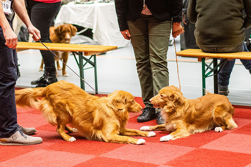 Newton spielt mit Gerjas Fozzy im Ring