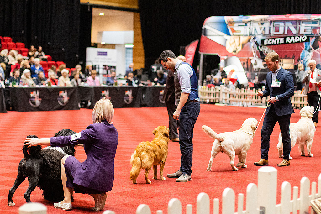 Newton steht im Lineup der Gruppe 8 zwischen dem Labrador und dem spanischen Wasserhund