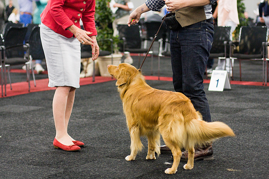 Edison versucht an der Hand der Richterin zu schnüffeln, Stephan steht daneben
