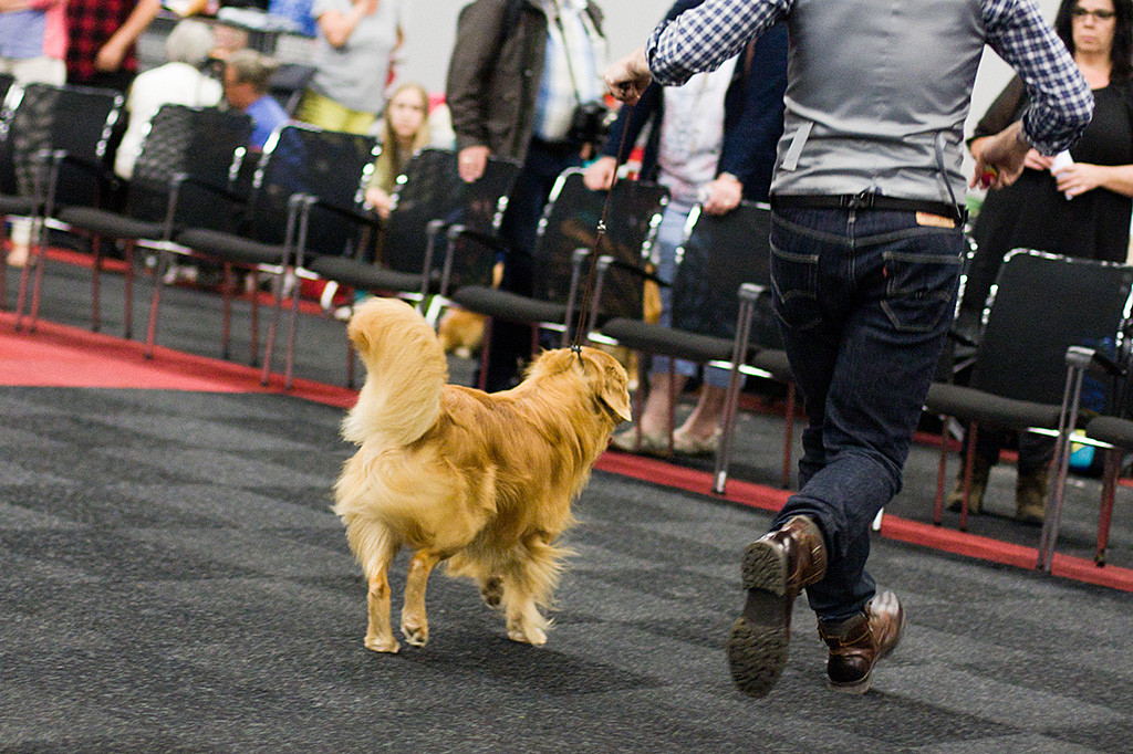Edison läuft geführt von Stephan auf der geraden Bahn durch den Ring