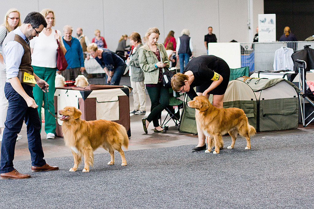 Edison und Jasper stehen bei der Wahl zum besten Rüden zusammen im Ring