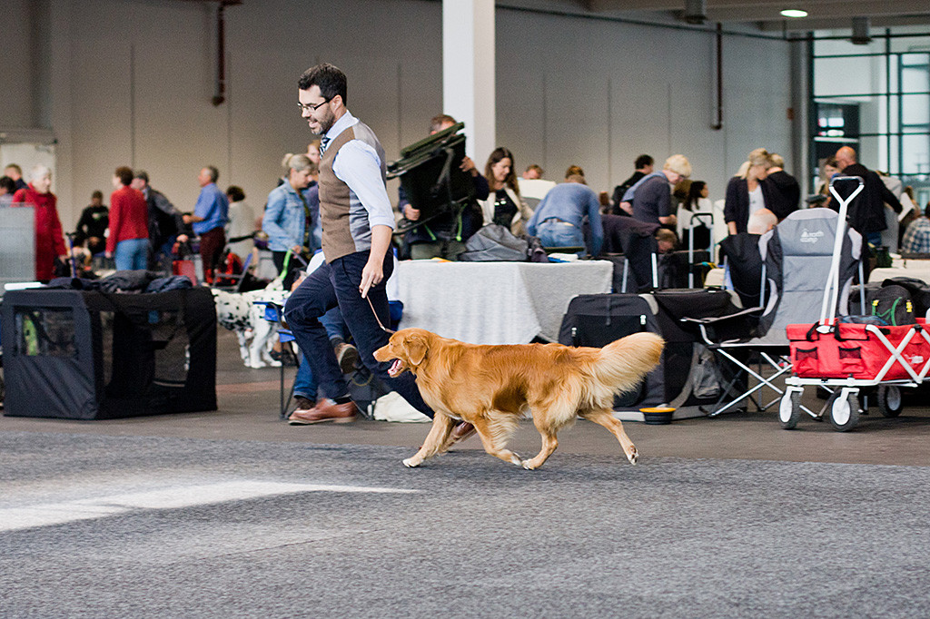 Edison läuft geführt von Stephan freudig durch den Ring