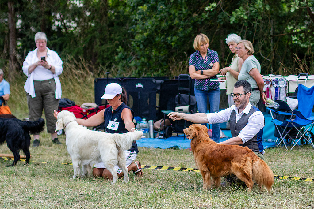 Newton steht neben dem Golden Retriever im Ring, dahinter kniend Stephan und die Golden Besitzerin