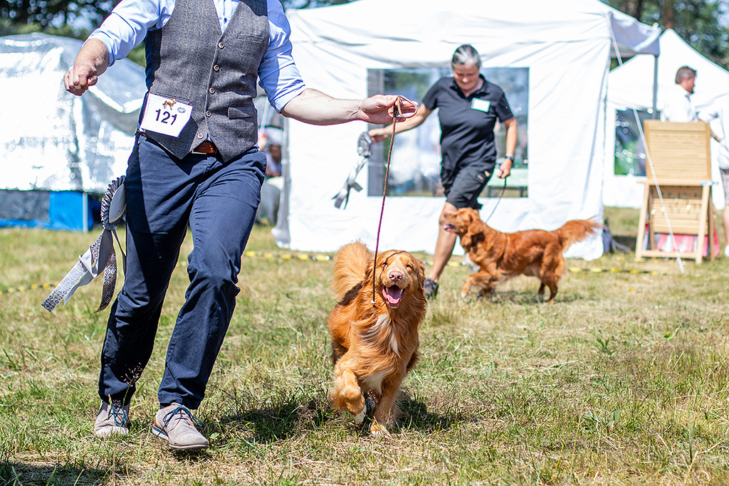 Newton läuft an Stephans Seite freudig durch den Ring