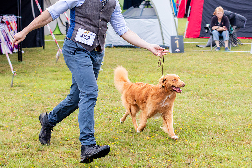 Newton läuft freudig an loser Leine neben Stephan im Ring
