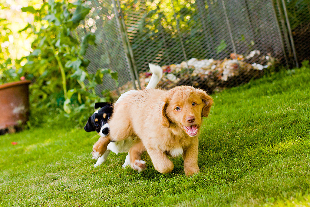 Oreo versucht Edison am Hinterbein zu zerren