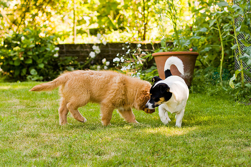 Edison und Oreo schnüffelnd auf dem Rasen