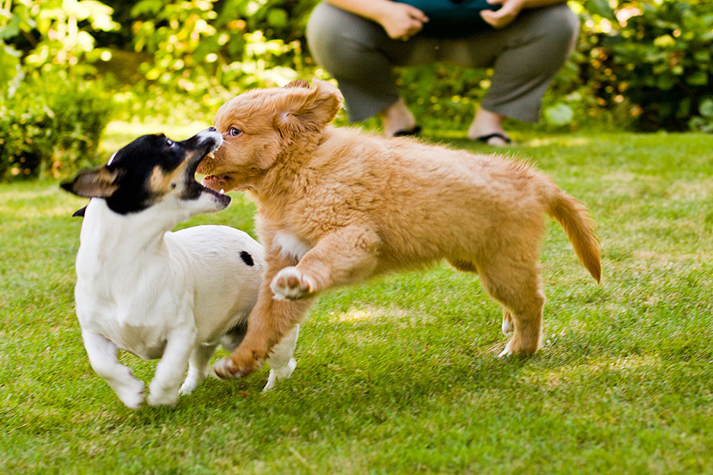 Edison und Oreo tollen auf der Wiese herum