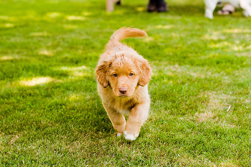 Edison läuft mit nassem Ohr über den Rasen