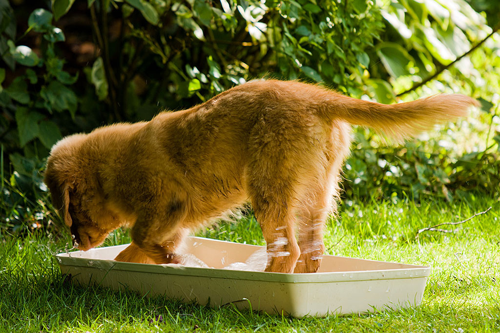 Edison planscht im Wasserbassin