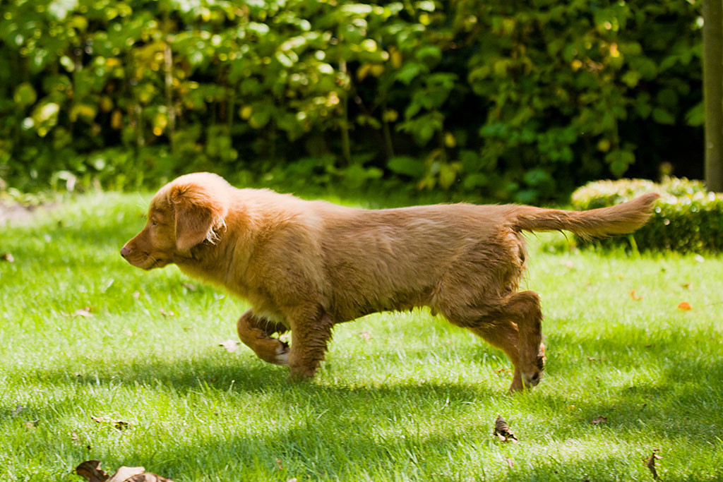 Edison steht wie ein Vorstehhund mit angehobener Pfote