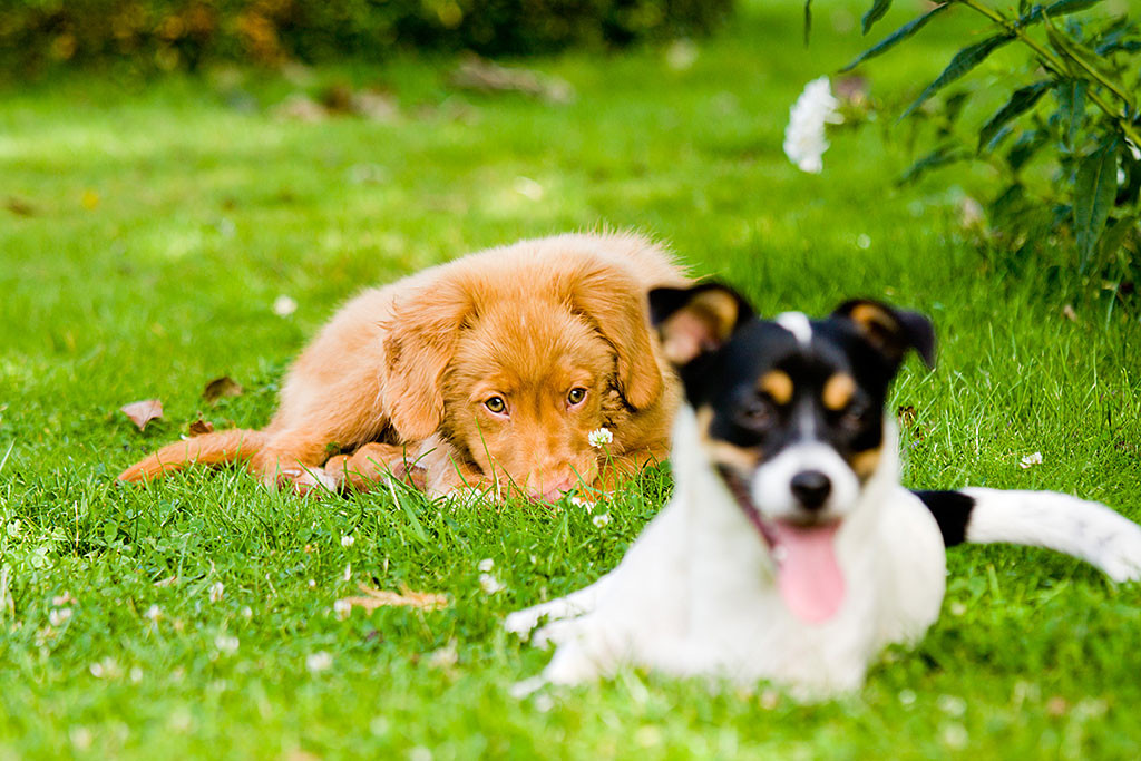 Edison und Oreo liegen entspannt auf dem Rasen
