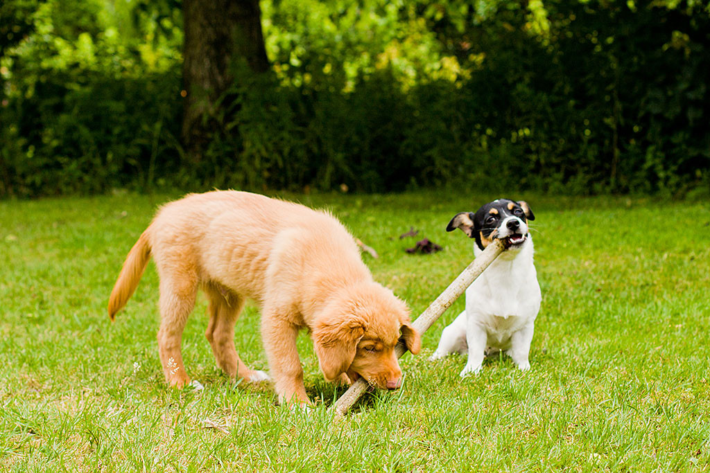 Edison und Oreo kauen gemeinsam an einem großen Stock
