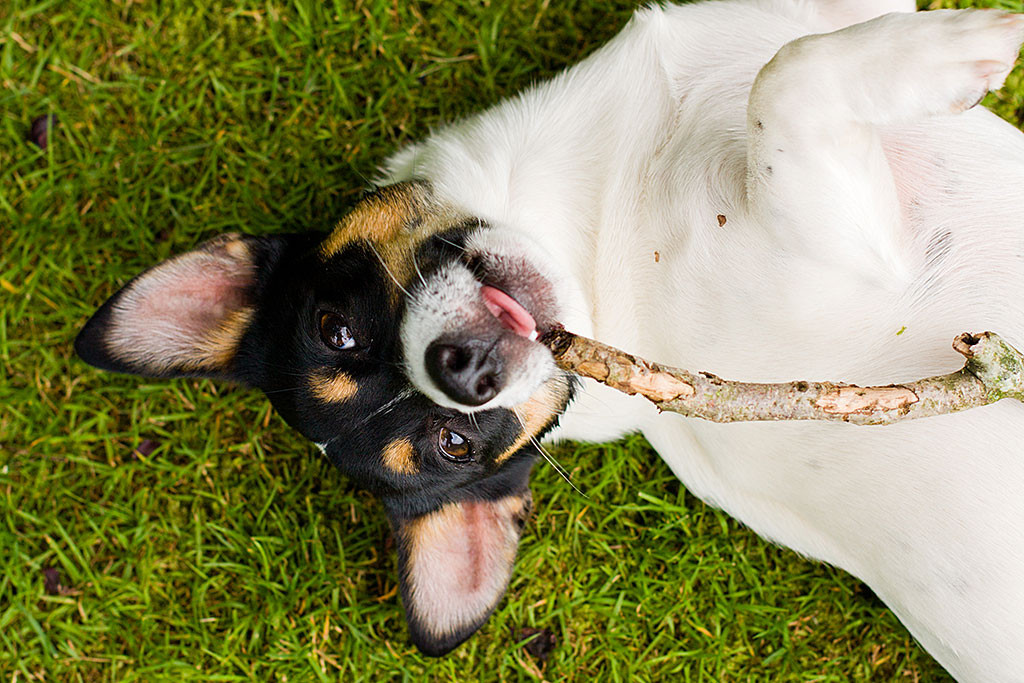 Oreo liegt auf dem Boden und kaut ein Stöckchen