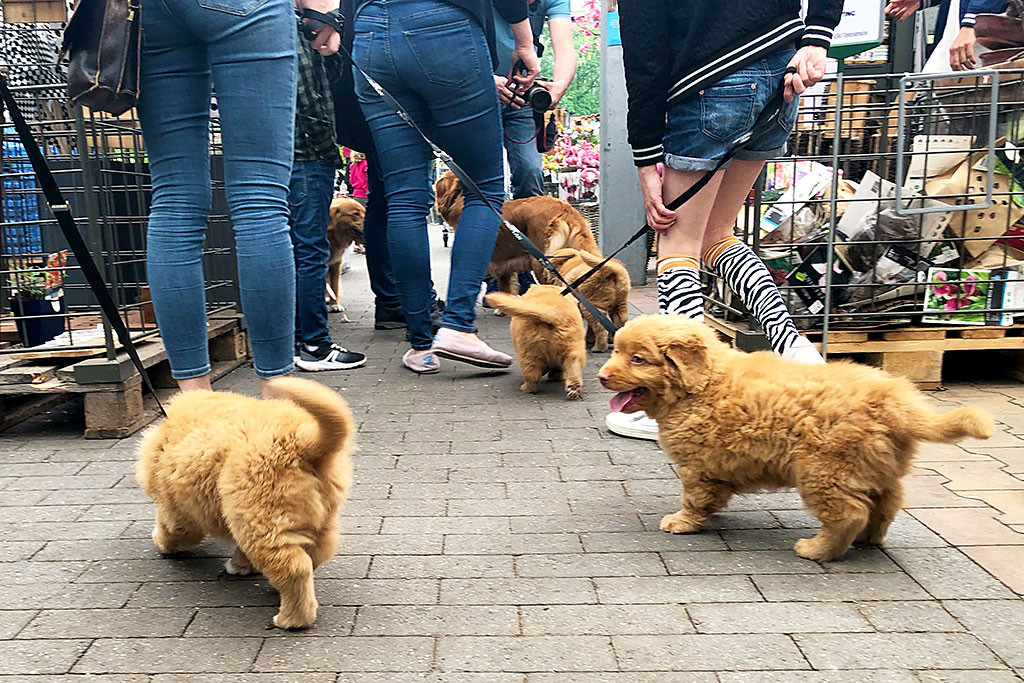 Welpen laufen an der Leine durch das Gartencenter, im Vordergrund ist Newton und Siep zu sehen
