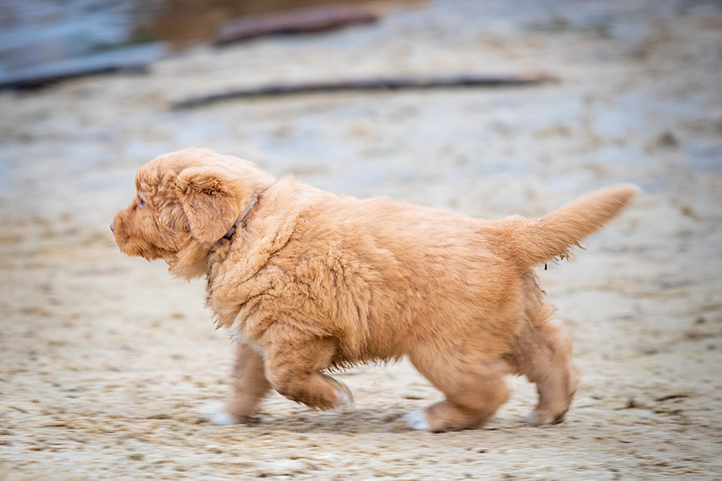 Mister Grau rennt über den nassen Sand