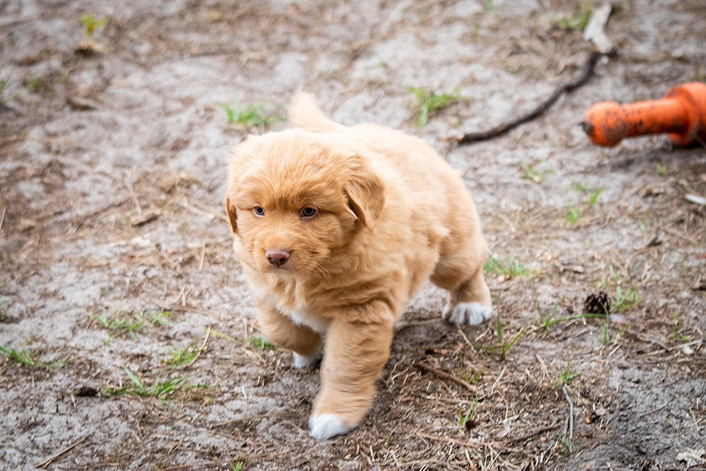 Miss Lila rennt über den Waldboden