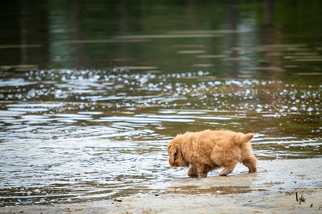 Mister Schwarz steht mit der Vorderpfote im seichten Wasser und schaut ganz neugierig