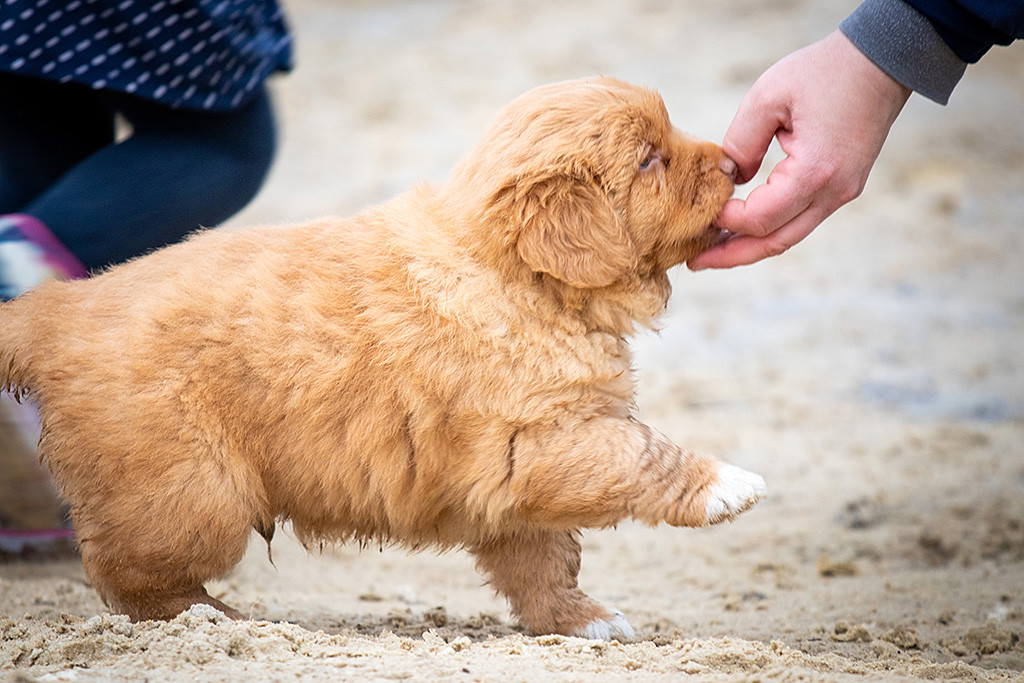 Mister Grau knabbert an einem Finger und hebt dabei die rechte Pfote