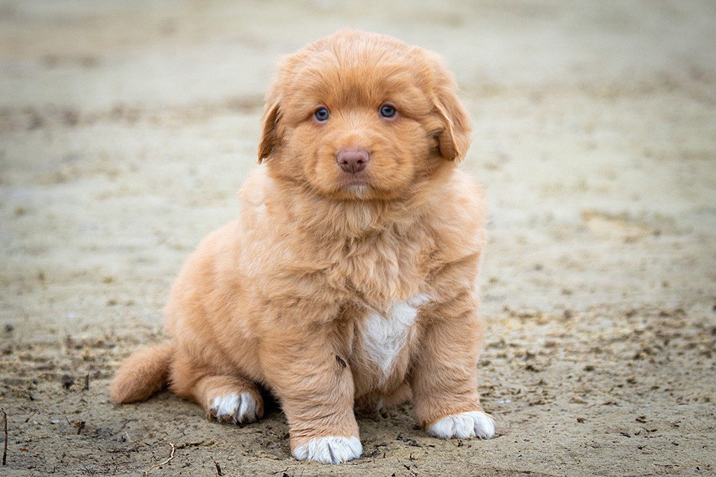 Mister Grau sitzt im Sand und schaut frontal in die Kamera