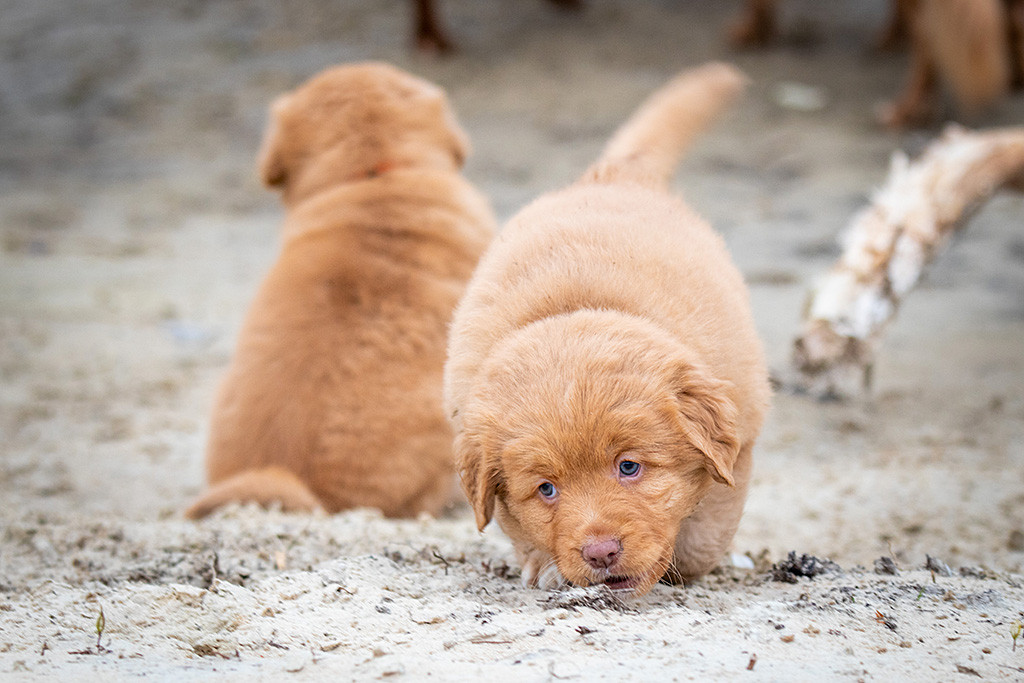 Miss Pink läuft mit der tiefen Nase über den Sand, im Hintergrund sitzt Miss Orange