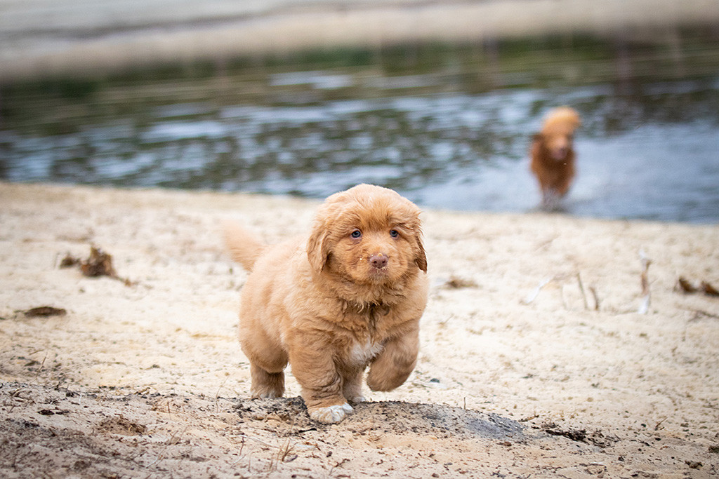 Mister Grau läuft selbstbewusst über den Sand, im Hintergrund läuft Edison durchs Wasser