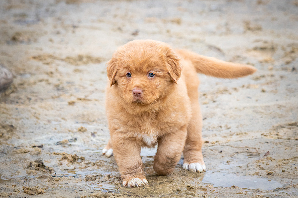 Miss Lila läuft selbstbewusst durch den nassen Sand